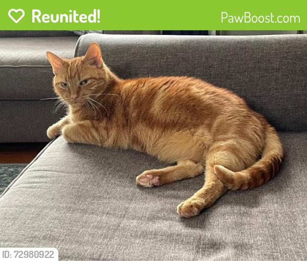 Reunited Male Cat last seen Birch Hill ests , Eastern Passage, NS B3G 1C9