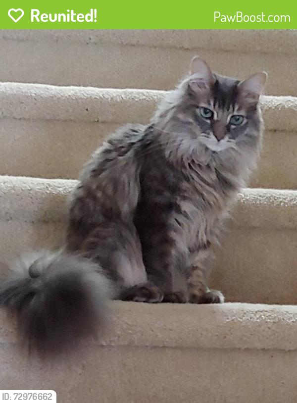 Reunited Male Cat last seen Near Abron Drive, Durham, NC 27713