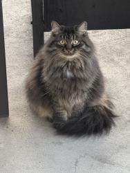 Lost Female Cat last seen Raidsson Street, Montréal, QC H8R 2X2