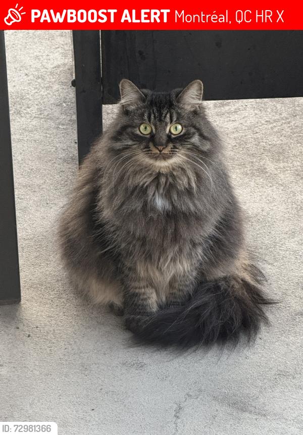 Lost Female Cat last seen Raidsson Street, Montréal, QC H8R 2X2