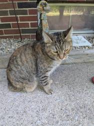 Found/Stray Unknown Cat last seen Pine glen park, Toledo, OH 43613