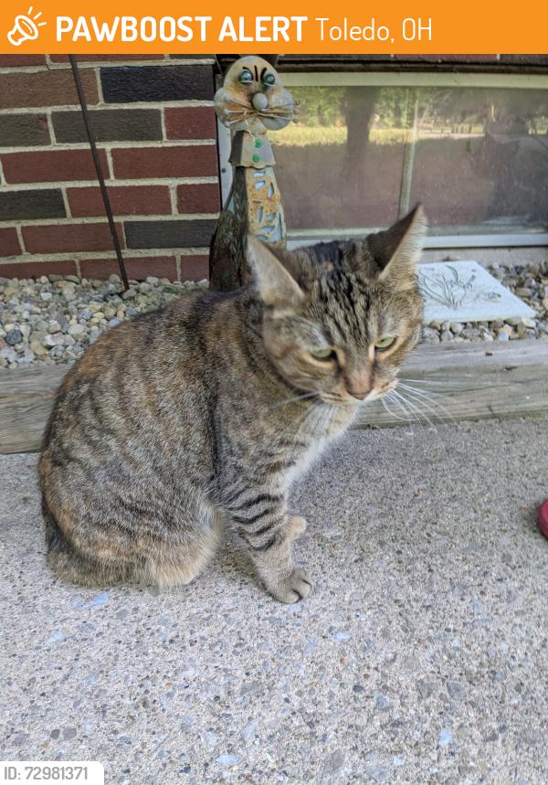 Found/Stray Unknown Cat last seen Pine glen park, Toledo, OH 43613