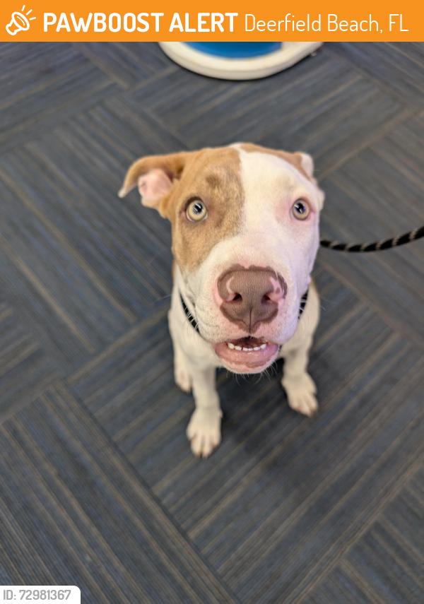Found/Stray Female Dog last seen Hillsboro and Federal, Deerfield Beach, FL 33441