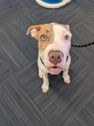 Found/Stray Female Dog last seen Hillsboro and Federal, Deerfield Beach, FL 33441