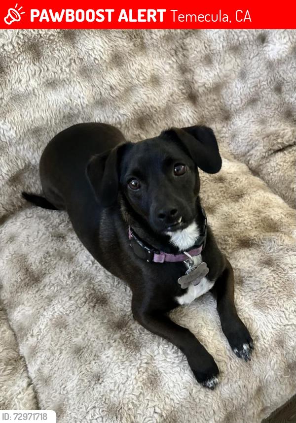 Lost Female Dog last seen Winchester and Enterprise Circle S, Temecula, CA 92590