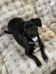 Lost Female Dog last seen Winchester and Enterprise Circle S, Temecula, CA 92590