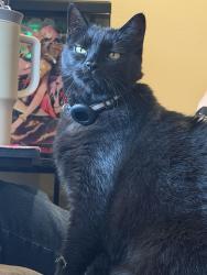 Lost Male Cat last seen N citrus and washington, Escondido, CA 92027