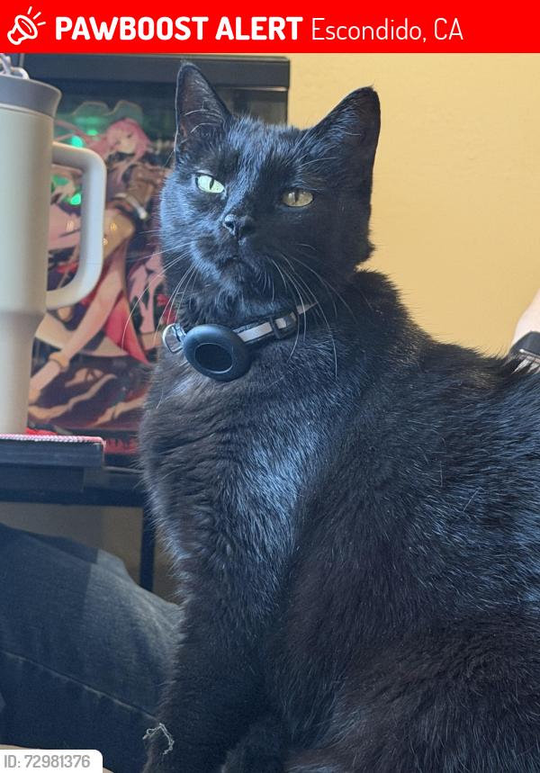 Lost Male Cat last seen N citrus and washington, Escondido, CA 92027