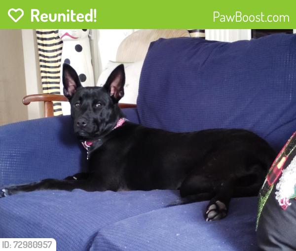 Reunited Female Dog last seen Hacienda hmstd, Walnut Creek, CA 94598