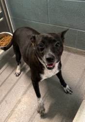 Shelter Stray Female Dog last seen SW Evangeline Thruway Street, LAFAYETTE, LA, 70508, Lafayette, LA 70507