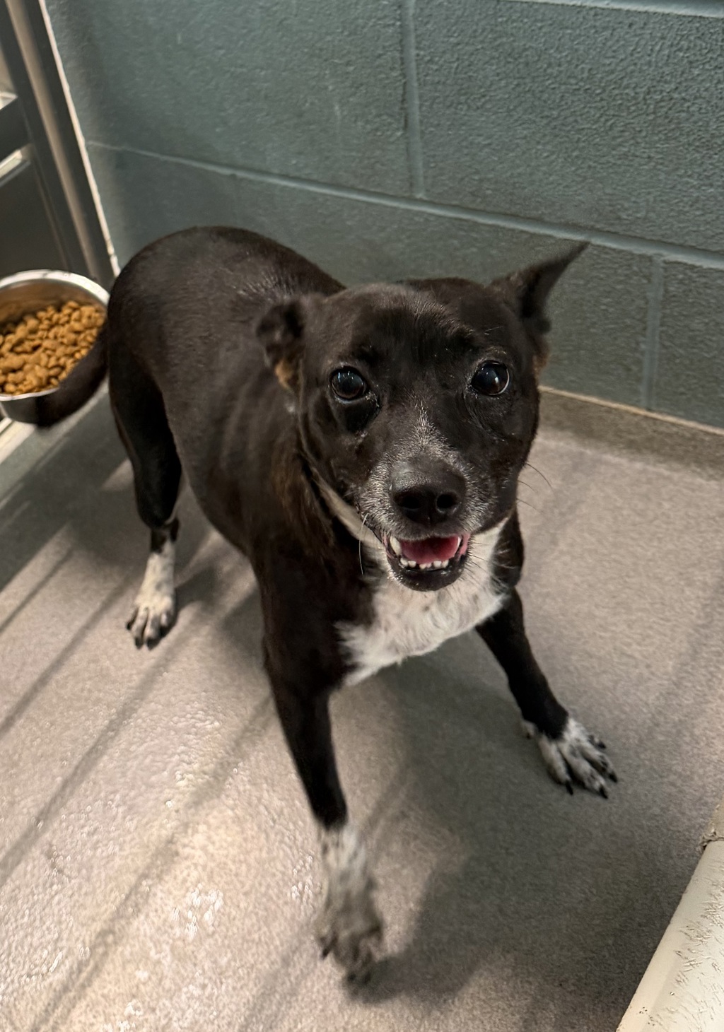 Shelter Stray Female Dog last seen SW Evangeline Thruway Street, LAFAYETTE, LA, 70508, Lafayette, LA 70507