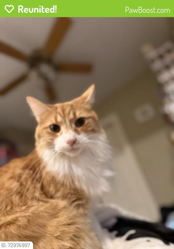 Reunited Male Cat last seen Corner of Saint Joseph and Clay, Niles, MI 49120