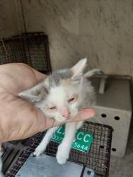Shelter Stray Female Cat last seen Near Marigny Circle, DUSON, LA, 70529, 410 Dugas Rd, Lafayette, LA 70507, USA