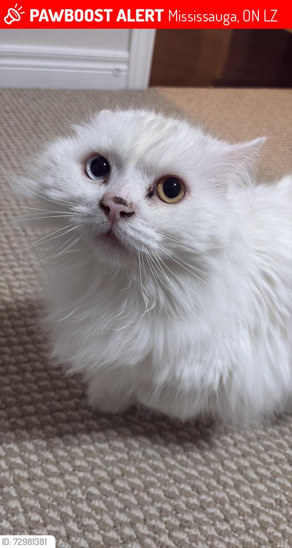 Lost Male Cat last seen Shipp drive , Mississauga, ON L4Z