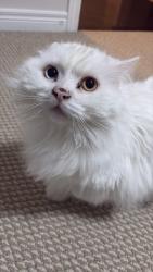 Lost Male Cat last seen Shipp drive , Mississauga, ON L4Z