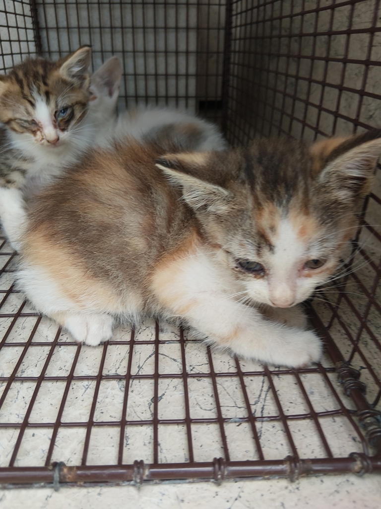 Shelter Stray Female Cat last seen Near Marigny Circle, DUSON, LA, 70529, 410 Dugas Rd, Lafayette, LA 70507, USA