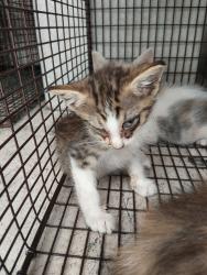 Shelter Stray Female Cat last seen Near Marigny Circle, DUSON, LA, 70529, 410 Dugas Rd, Lafayette, LA 70507, USA