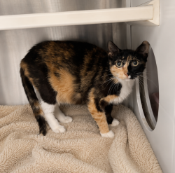 Shelter Stray Female Cat last seen Near B Street, DUSON, LA, 70529, 410 Dugas Rd, Lafayette, LA 70507, USA