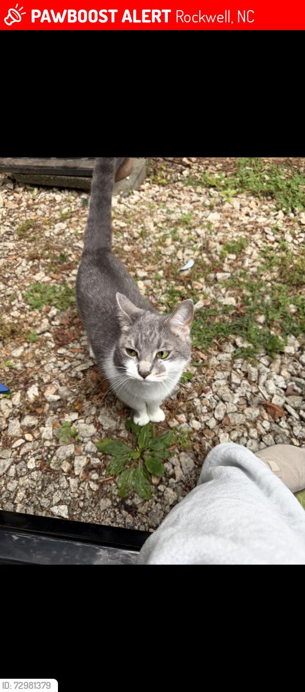 Lost Female Cat last seen Delinda Dr, Rockwell, NC 28138