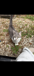 Lost Female Cat last seen Delinda Dr, Rockwell, NC 28138