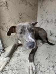 Shelter Stray Female Dog last seen Near Marigny Circle, DUSON, LA, 70529, 410 Dugas Rd, Lafayette, LA 70507, USA