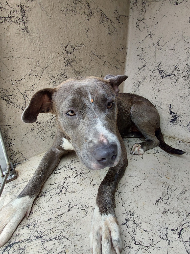 Shelter Stray Female Dog last seen Near Marigny Circle, DUSON, LA, 70529, 410 Dugas Rd, Lafayette, LA 70507, USA