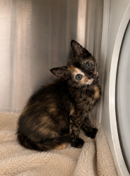 Shelter Stray Female Cat last seen Near B Street, DUSON, LA, 70529, 410 Dugas Rd, Lafayette, LA 70507, USA