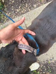 Reunited Female Dog last seen S Carrier Pkwy, Grand Prairie, TX, USA, Grand Prairie, TX 75052