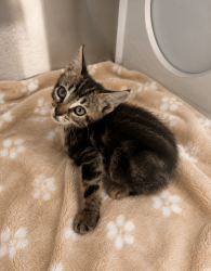 Shelter Stray Female Cat last seen Near B Street, DUSON, LA, 70529, 410 Dugas Rd, Lafayette, LA 70507, USA