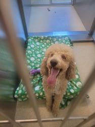 Shelter Stray Male Dog last seen Near Atlantic, MILFORD, MI, 48381, 1200 N Telegraph Building 42E, Pontiac, MI 48340, USA