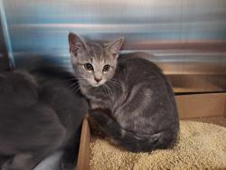 Shelter Stray Female Cat last seen Near Gordon Street, STATEN ISLAND, NY, 10304, Staten Island, NY 10309