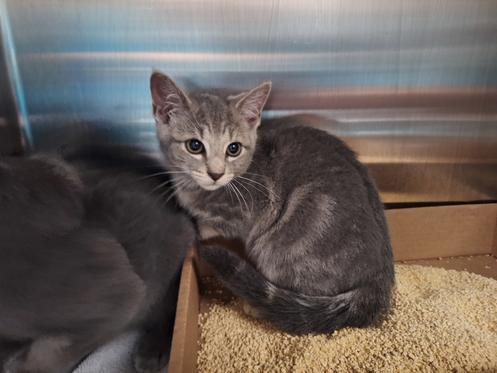 Shelter Stray Female Cat last seen Near Gordon Street, STATEN ISLAND, NY, 10304, Staten Island, NY 10309
