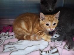 Shelter Stray Male Cat last seen Near Gordon Street, STATEN ISLAND, NY, 10304, Staten Island, NY 10309