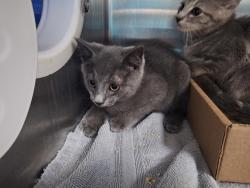 Shelter Stray Male Cat last seen Near Gordon Street, STATEN ISLAND, NY, 10304, Staten Island, NY 10309