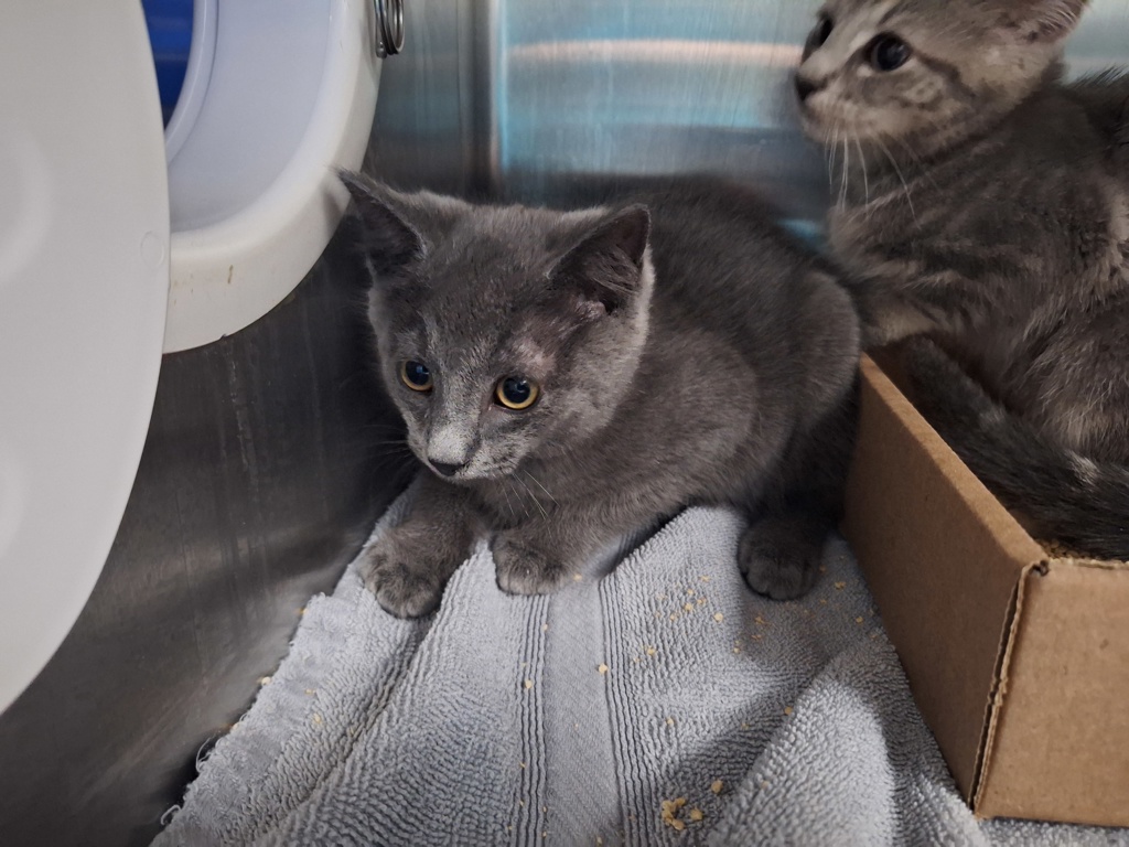 Shelter Stray Male Cat last seen Near Gordon Street, STATEN ISLAND, NY, 10304, Staten Island, NY 10309