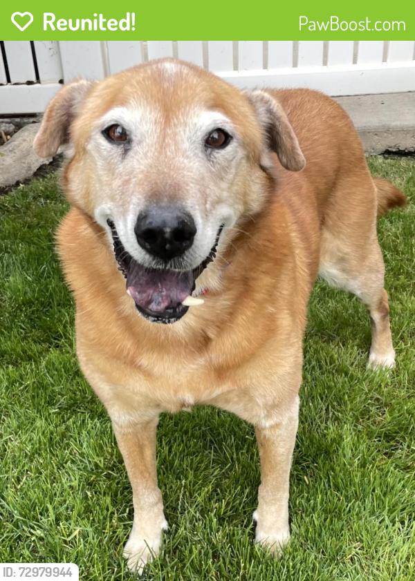 Reunited Male Dog last seen West Bountiful City Hall, West Bountiful, UT 84087