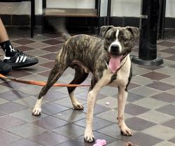 Shelter Stray Male Dog last seen NEW YORK, NY, 10029, New York, NY 10029