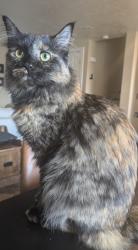 Reunited Female Cat last seen Peony Way, Larkspur Drive in White City/Sandy UT, Sandy, UT 84094