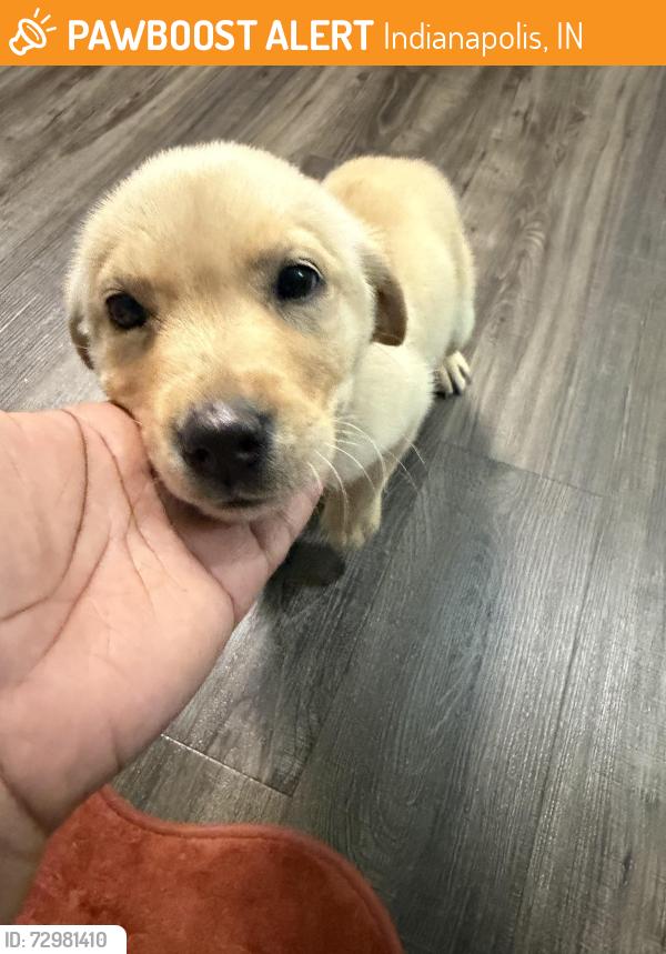 Found/Stray Female Dog last seen Ashton Brooke apmts, Indianapolis, IN 46240