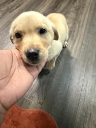 Found/Stray Female Dog last seen Ashton Brooke apmts, Indianapolis, IN 46240