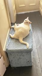 Reunited Male Cat last seen Eccles Old Road, Seedly Road, Greater Manchester, England M6 7AG
