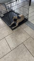 Reunited Male Dog last seen John’s Lake Eatstes, Clermont, FL 34711