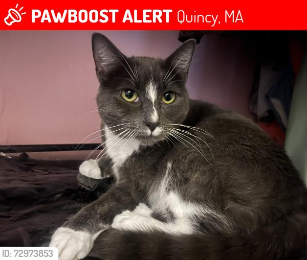 Lost Female Cat last seen Curtis ave, Hannah st, under porches, in bushes, Quincy, MA 02169