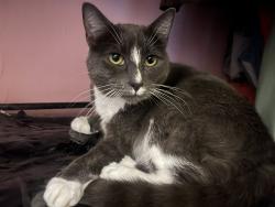 Lost Female Cat last seen Curtis ave, Hannah st, under porches, in bushes, Quincy, MA 02169