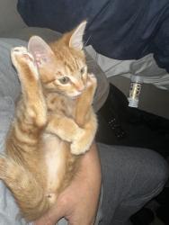 Reunited Male Cat last seen 17th and Tyler , Tacoma, WA 98405