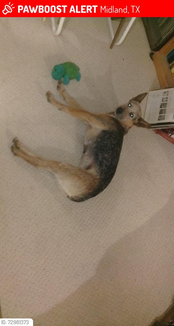 Lost Female Dog last seen Eisenhowre and Illinois, Midland, TX 79703