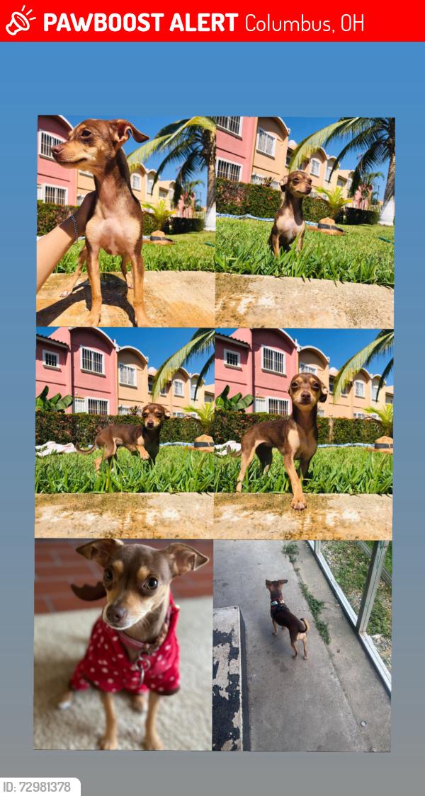 Lost Female Dog last seen  Groveport Rd Columbus OH 43207, Columbus, OH 43207