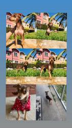 Lost Female Dog last seen  Groveport Rd Columbus OH 43207, Columbus, OH 43207
