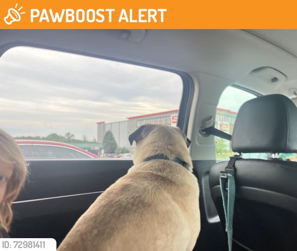 Found/Stray Male Dog last seen Mercer Dr near pool, Greenville County, SC 29681