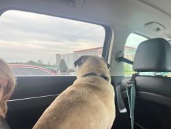 Found/Stray Male Dog last seen Mercer Dr near pool, Greenville County, SC 29681